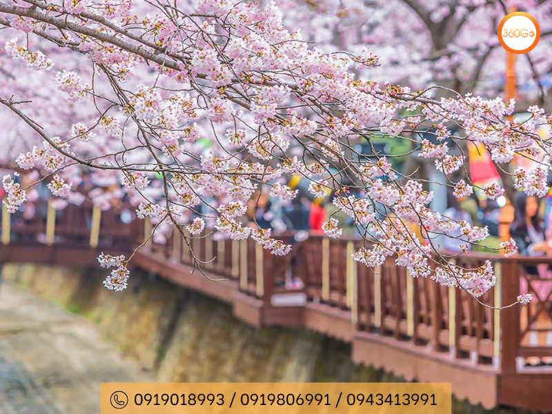 Lễ hội hoa anh đào quân đội Jinhae Gunhangje - Du lịch 360Go 